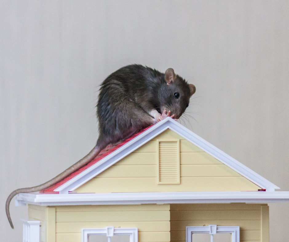 Rats in the Attic - How Do You Get Rats Out of the Attic?